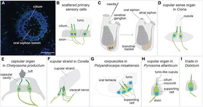 Sensory cells in tunicates: insights into mechanoreceptor evolution
